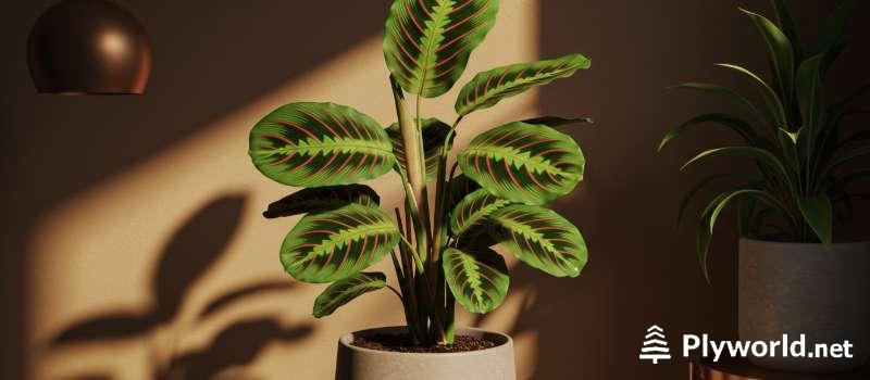 Plantas pequeñas que viven en ambientes húmedos 7 Maranta (Maranta leuconeura)